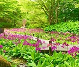 六甲高山植物園