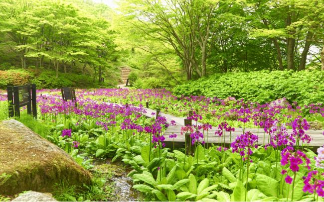六甲高山植物園